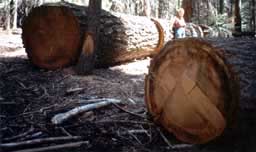 Logged 300 year old trees in Sequoia Grove, 2005