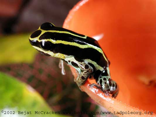 Amazon Poison Frog