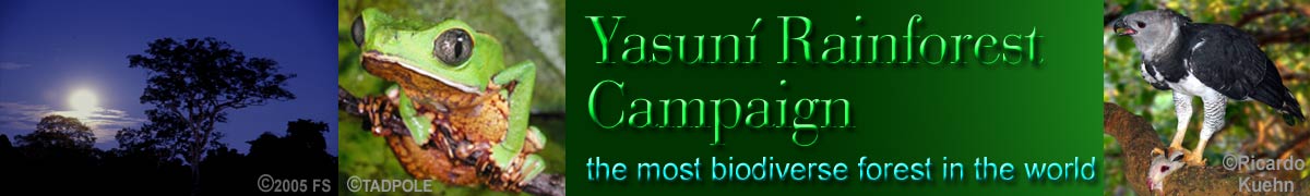 Yasuni Rainforest Campaign Harpy Eagle Frog