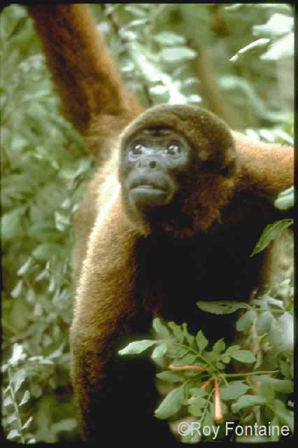 Black Howler Monkey  Rainforest Alliance