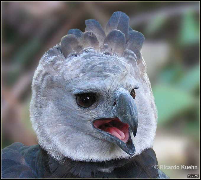 Harpy Eagle (Harpia harpyja), Geographic Range from Central…