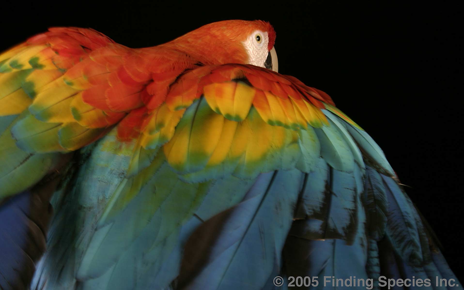 Biodiversity Scarlet Macaw
