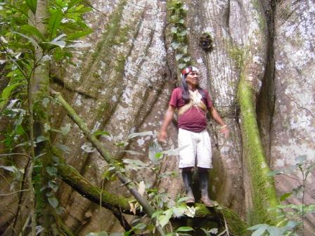 Moi Enomenga Ceiba tree Yasuni Amazon